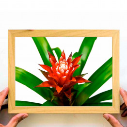 Tropical plant gusmania, Downloadable Print, Printable Wall Art, Home Decor, Large Poster, Modern Decor, Painting, Botanical, Leaves Art